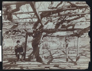 Santa Barbara's enormous grape vine in Montecito, considered the largest in the world, ca.1900