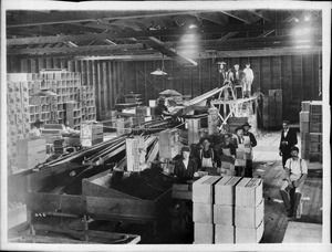 Grading and boxing oranges, Pomona, California, ca.1915