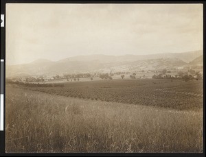 View of Alexander Valley near Healdsburg, ca.1900