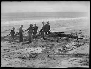 Fishermen drawing in their nets in Santa Monica Beach, ca.1900