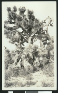 View of a Joshua tree (Yucca Mohaviensis) with its branches leaning down and forward