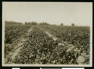 Grape field on Corwin Ranch near El Centro, ca.1910