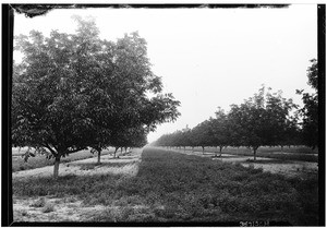 Young walnut grove showing intercrop of alfalfa, Portrero Avenue, near Garvey Avenue, October 20, 1930