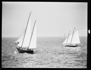 A group of sloop sailboats in the middle of a body of water