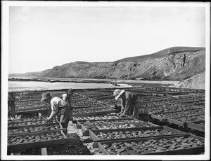 Workers drying abalone shells in the sun in southern California