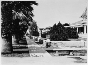 Row of palm trees alongside an unknown residential community