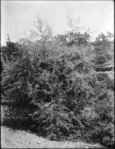 Plant "Shepherdia Argentea", Elysian Park, Los Angeles, California, ca.1920