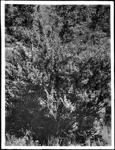 False Slippery Elm bush (Fremontia Californica) in blossom, ca.1920