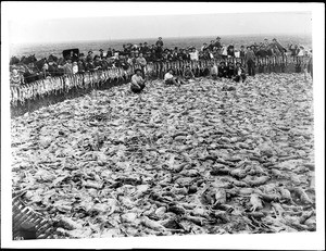 Dead jackrabbits after rabbit drive, ca.1902-1910