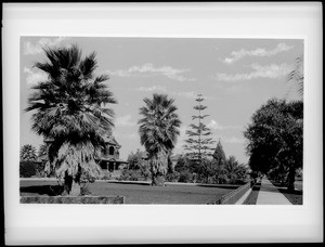 Manicured yards and palm trees lining Figueroa Street, looking north from Adams Street, Los Angeles, 1888