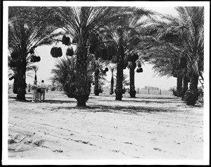 Two people standing in an Imperial Valley date orchard, ca.1910