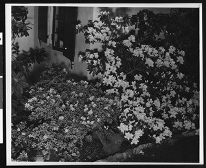 Two bushes of flowers underneath the window of an unidentified home in south Pasadena