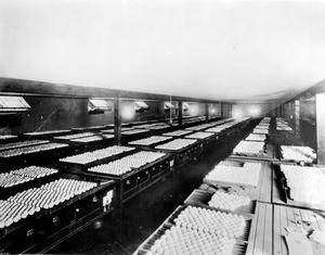 Thousands of eggs lined-up under heat lamps in a San Fernando Valley hatchery, ca.1950