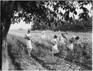 A group of women and a young girl picking flowers in a rose garden