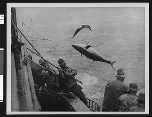 Commercial tuna fishermen pulling in a catch, ca.1920