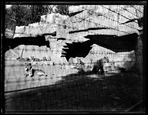 Large group of lions lounging outdoors by a rock formation, at Gay's Lion Farm, ca.1936