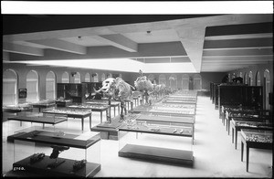 Interior view of the Los Angeles County Museum of Natural History showing displays of prehistoric skeletons, 1920