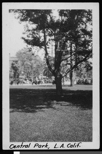 View of a tree in Los Angeles's Pershing Square