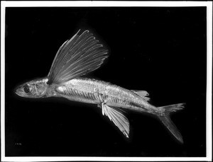 Specimen of a flying fish from Santa Catalina Island, ca.1900-1910