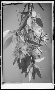 Specimen of blossoms and seed pods of the Eucalyptus Cornuta (Yate tree), ca.1924-1925
