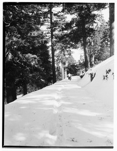 View of a person traveling down a narrow road at Big Pines Camp, ca.1928