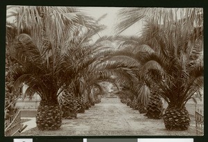 Palm trees in a city park in Santa Ana, ca.1905