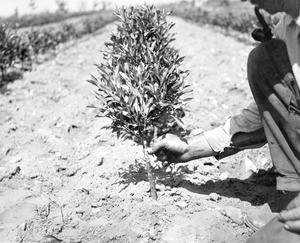 Budded citrus tree tied with waxed tape, ca.1910