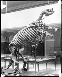 Interior view of the Los Angeles County Museum of Natural History showing displays of prehistoric skeletons and artifacts, 1920