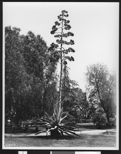 Tall century plant in a park, ca.1920