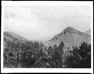 View of Palm Canyon near Palm Springs, showing mountains, ca.1898