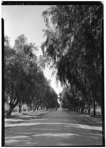 Pepper tree lined Sepulveda Boulevard near Wilshire, February 26, 1931