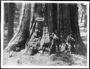 Two men stand at the foot of a Big Tree in Mariposa Grove in Yosemite National Park, California, ca.1900