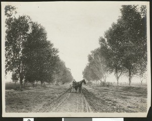 Horse and carriage on Cottonwood Drive in the Yuma Valley