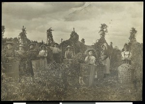 Hop picking Luna(?) in Oregon City, Oregon