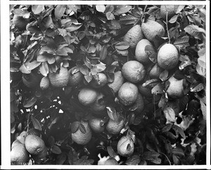 Close-up of oranges and blossoms from Redlands grove, San Bernardino County, ca.1910