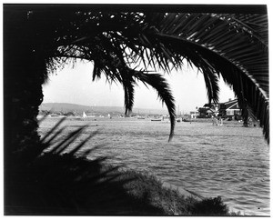 Balboa Bay as seen through palm trees