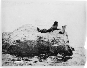 Seals on Seal Rock, Santa Catalina Island