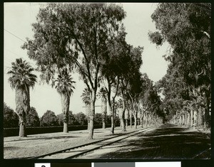 View of railroad tracks running along side Magnolia Avenue, Riverside, ca.1900