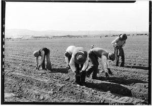 People bending over to plant onions on the Petit Ranch in the San Fernando Valley near Van Nuys, February 3, 1930