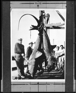 Men posing with two large thresher sharks, 1930-1940