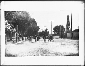 Burro train at Fort Marcy in Santa Fe, New Mexico, ca.1895-1900