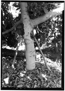 Avocado in arching, Edwin Hart Grove, La Habra Heights, November 1933