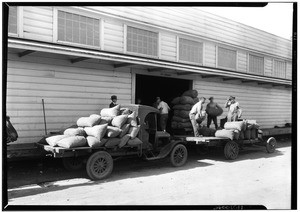 Men unloading sacks of walnuts into a La Puente Valley Walnut Growers' Association packing house, 1927