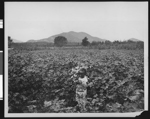 Crying Afro-American child in a field of cotton, ca.1920