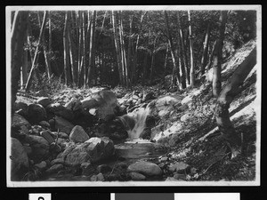 Mill Creek Canyon in Redlands, California, showing a small stream, ca.1900