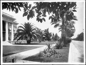 Palm trees and large homes on Chester Place in Los Angeles, 1905