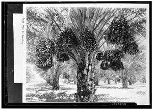 Date trees "in bearing" in Coachella Valley