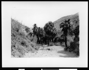 Palm Canyon near Palm Springs, 1898