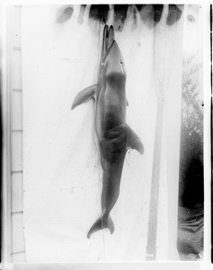 Dead dolphin whale hanging from a fisherman's hook, Catalina Island