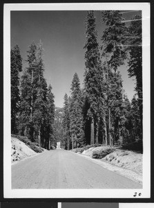 Gononnk(?) Highway near Stony Creek in Sequoia National Forest, 1931 (1941?)